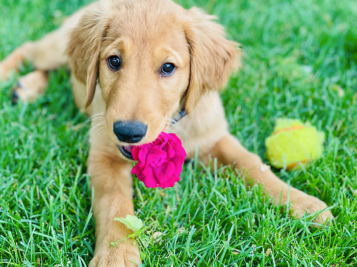 Mastering Attention-Getting: The Parallels Between Training a Dog and Captivating a Crowd