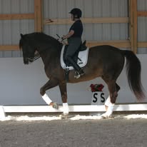 Develop your horse to Grand Prix level with USDF Gold medalist guidance.