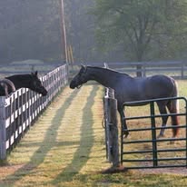 Your horse receives personalized care with individual turnout and four daily feedings.