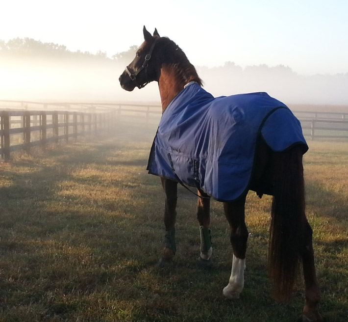 Experienced Classical Dressage Trainer in Stonelick, OH